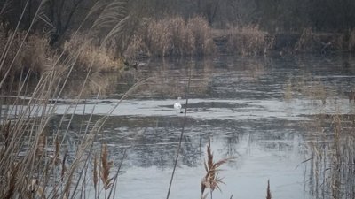 Лебідь на озері в Солоницівці Лебідь на озері в Солоницівці