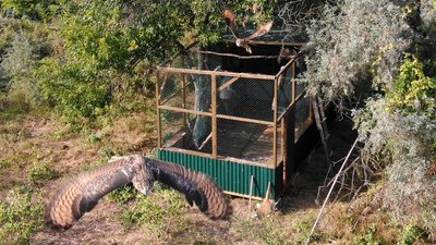 Відновлення популяції. У Дунайському заповіднику випустили зграю молодих пугачів Відновлення популяції. У Дунайському заповіднику випустили зграю молодих пугачів