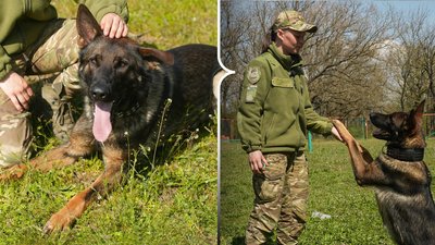 Як готують поліцейського собаку Еджера