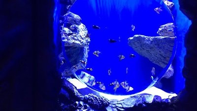 У центрі Львова пікетували щойно відкритий приватний океанаріум У центрі Львова пікетували щойно відкритий приватний океанаріум