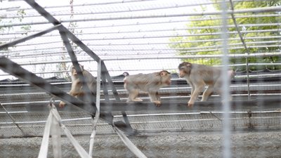 В Одеському зоопарку з'явилися свинохвості макаки В Одеському зоопарку з'явилися свинохвості макаки