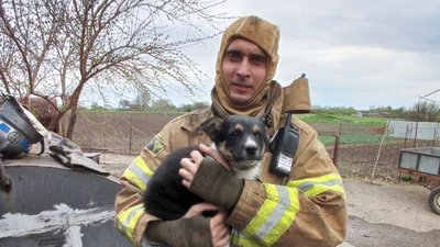 На Дніпропетровщині, під час пожежі у сараї, загинули свині та кури На Дніпропетровщині, під час пожежі у сараї, загинули свині та кури