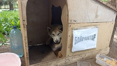 "Любить гризти чоботи рятувальників". У Харкові пожежники прихистили цуценя, яке врятували з розбитого РФ будинку "Любить гризти чоботи рятувальників". У Харкові пожежники прихистили цуценя, яке врятували з розбитого РФ будинку