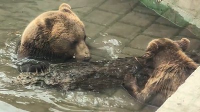 Ведмеді Луцького зоопарку рятуються від спеки у басейні Ведмеді Луцького зоопарку рятуються від спеки у басейні
