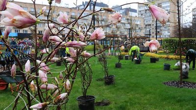 У Черкасах висаджують магнолії. Чи приживуться вони у місцевих парках - пояснення фахівчині У Черкасах висаджують магнолії. Чи приживуться вони у місцевих парках - пояснення фахівчині