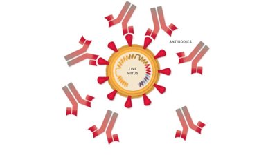 Блокування живих вірусів вакциною CoronaVac. Графіка: nytimes Блокування живих вірусів вакциною CoronaVac. Графіка: nytimes