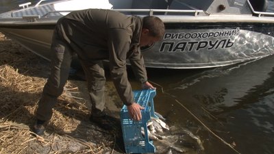 Шість тонн товстолоба випустили у черкаське Дніпро Шість тонн товстолоба випустили у черкаське Дніпро