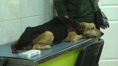 Ветеринари рекомендують звернутись до лікарні, якщо помітили нетипову поведінку в домашніх улюбленців після вибухів. Ветеринари рекомендують звернутись до лікарні, якщо помітили нетипову поведінку в домашніх улюбленців після вибухів.