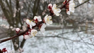 заморозки
