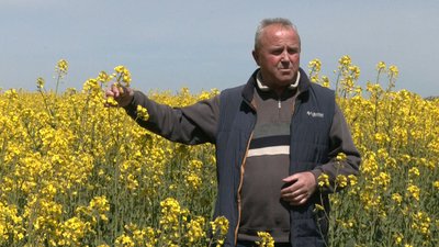 посівна кукурудзи