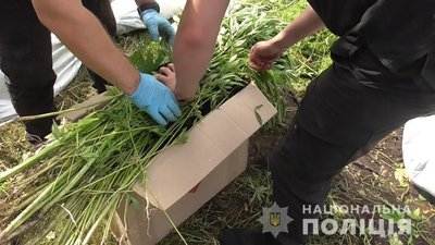 У Кривому Розі правоохоронці виявили посеред поля плантацію конопель