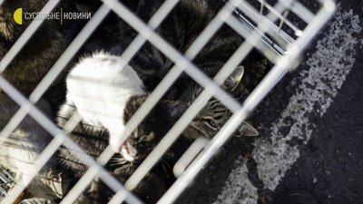 Війна й коти: евакуація тварин із колонії з-під Мар’їнки. Фоторепортаж Війна й коти: евакуація тварин із колонії з-під Мар’їнки. Фоторепортаж