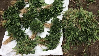 На Дніпропетровщині на полі між рядами соняшника поліцейські виявили 3 тисячі кущів конопель На Дніпропетровщині на полі між рядами соняшника поліцейські виявили 3 тисячі кущів конопель