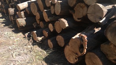 На Полтавщині лісгоспи заготовляють дрова: скільки коштує та чи збільшився попит На Полтавщині лісгоспи заготовляють дрова: скільки коштує та чи збільшився попит