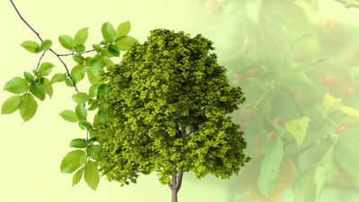 Клени, граби, декоративні яблуні: у Чернігові планують закупити саджанці на 2 млн грн