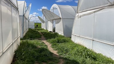 Вирощує овочі на правобережжі Вирощує овочі на правобережжі