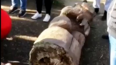 Дівчинка, яку травмувала дерев’яна скульптура в Дубовому Гаю, сьогодні померла Дівчинка, яку травмувала дерев’яна скульптура в Дубовому Гаю, сьогодні померла