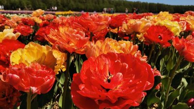 Вп'яте організували фестиваль квітів "Волинська Голландія" Вп'яте організували фестиваль квітів "Волинська Голландія"
