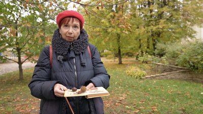 У Черкасах ростуть їстівні каштани