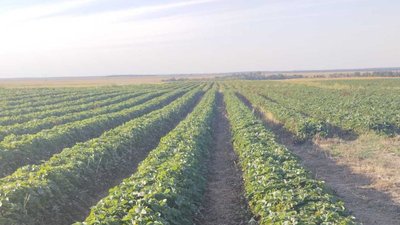 полуниця, поради, фермерка, Кременеччина, Тернопільщина полуниця, поради, фермерка, Кременеччина, Тернопільщина