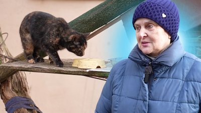 Херсон, тварини, коти, довкілля, кіт, кішка, зоо