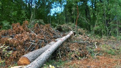Наруга над могилами: у селі на Вінниччині відкрили кримінальне провадження через розчищення кладовища Наруга над могилами: у селі на Вінниччині відкрили кримінальне провадження через розчищення кладовища