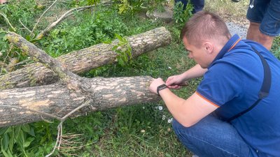 Карантин для ясенів: в Ужгороді через шкідника зрізають та утилізовують дерева
