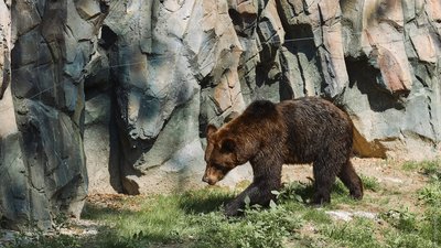Бурий ведмідь у Харківському зоопарку