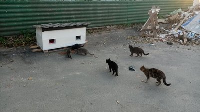На вулицях Новомиргорода встановлюють будки для безпритульних котів