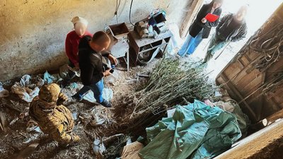 Вирощували та збували коноплі. На Франківщині оголосили підозру чотирьом ймовірним організаторам