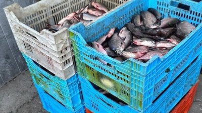 браконьєрство, вилов риби, затримали рибалок, незаконна виловлена риба, риба у ящиках