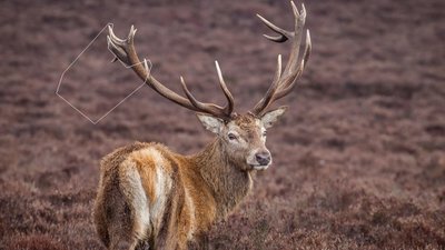 UAnimals вперше проведе марш прибирання в парку "Ужанський" у Закарпатській області та ще в чотирьох регіонах