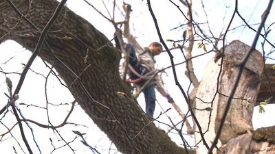 Від шкідників та інфекцій: на Черкащині лікують тисячолітній дуб Від шкідників та інфекцій: на Черкащині лікують тисячолітній дуб