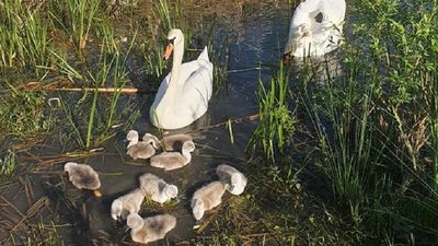 У Франківську рятувальники надали допомогу лебеденяті, яке заплуталося в рибальській жилці У Франківську рятувальники надали допомогу лебеденяті, яке заплуталося в рибальській жилці