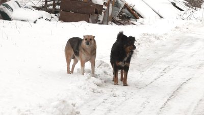 "Одна собака може привести десять цуценят": у місті на Черкащині стерилізують тварин "Одна собака може привести десять цуценят": у місті на Черкащині стерилізують тварин