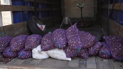 У Кропивницькому збирають каштани для допомоги ЗСУ У Кропивницькому збирають каштани для допомоги ЗСУ