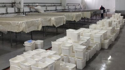 Працюють на 10% потужності. Робота молочного підприємства на Кіровоградщині під час війни Працюють на 10% потужності. Робота молочного підприємства на Кіровоградщині під час війни