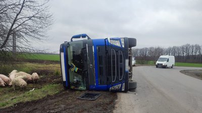 У Христинівці свині випали з напівпричепа через ДТП, 6 грудня 2025 року