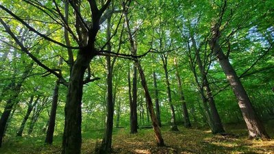 Зелена зона у Львові