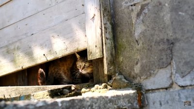 "Сковорода у Бабаях. Мрії" — щоб зберегти садибу, де жив філософ, волонтери зняли фільм "Сковорода у Бабаях. Мрії" — щоб зберегти садибу, де жив філософ, волонтери зняли фільм