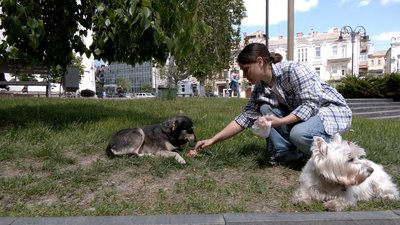 Постить фото й відео у соцмережі: вінничанка шукає господарів для безпритульних собак Постить фото й відео у соцмережі: вінничанка шукає господарів для безпритульних собак