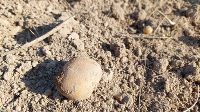 У Музеї Франка на Львівщині виростили понад тонну картоплі для ЗСУ У Музеї Франка на Львівщині виростили понад тонну картоплі для ЗСУ