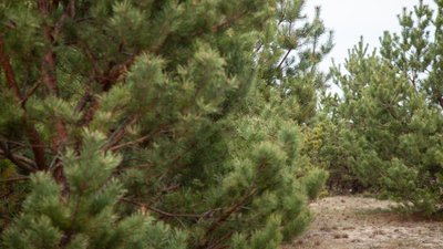 Віталій Кошмак змінив Сергія Чуприну на посаді директора Поліського офісу