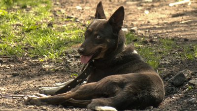 тварини життя люди прифронтове село Даченське Донецька область тварини життя люди прифронтове село Даченське Донецька область