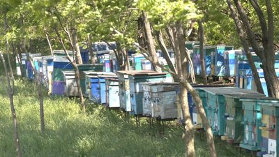 Війна та мед: особливості бджолярства поблизу лінії фронту на Запоріжжі