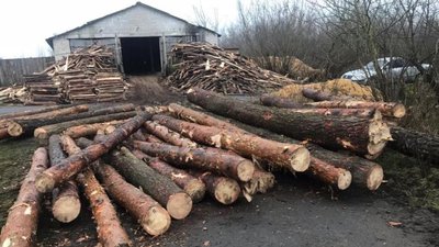 Біля пилорами на Волині знайшли зрубані сосни без чіпів