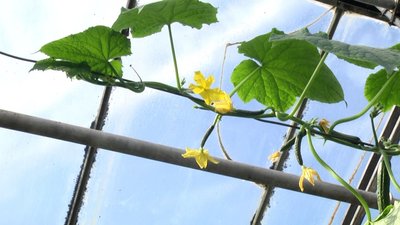 Українські овочі в лідерстві: у селі Станишівка на Житомирщині на овочевому комбінаті розпочався сезон збору врожаю Українські овочі в лідерстві: у селі Станишівка на Житомирщині на овочевому комбінаті розпочався сезон збору врожаю