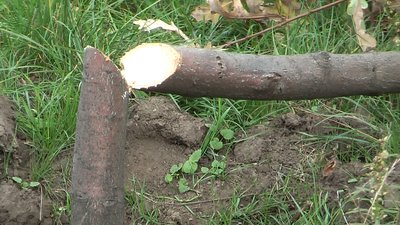 В запорізькому сквері Яланського знову спиляли дерева В запорізькому сквері Яланського знову спиляли дерева