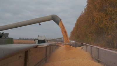 Жнива кукурудзи на Вінниччині: який врожай цьогоріч Жнива кукурудзи на Вінниччині: який врожай цьогоріч