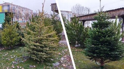 ялинки та сосни кроп